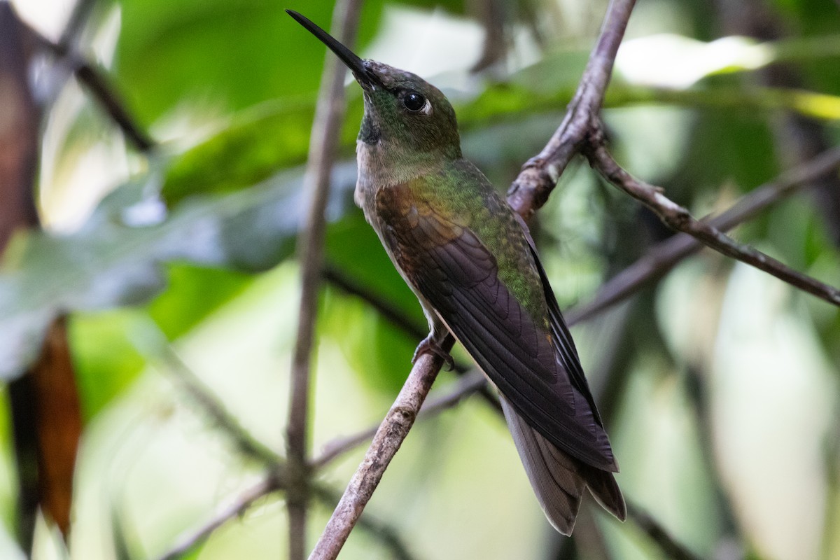 Fawn-breasted Brilliant - ML644593049