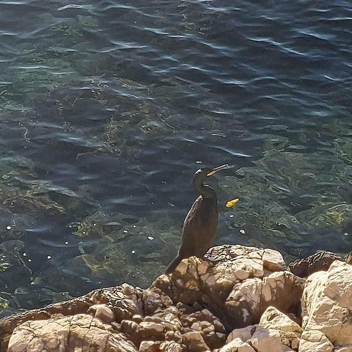 ヨーロッパヒメウ - ML644593052