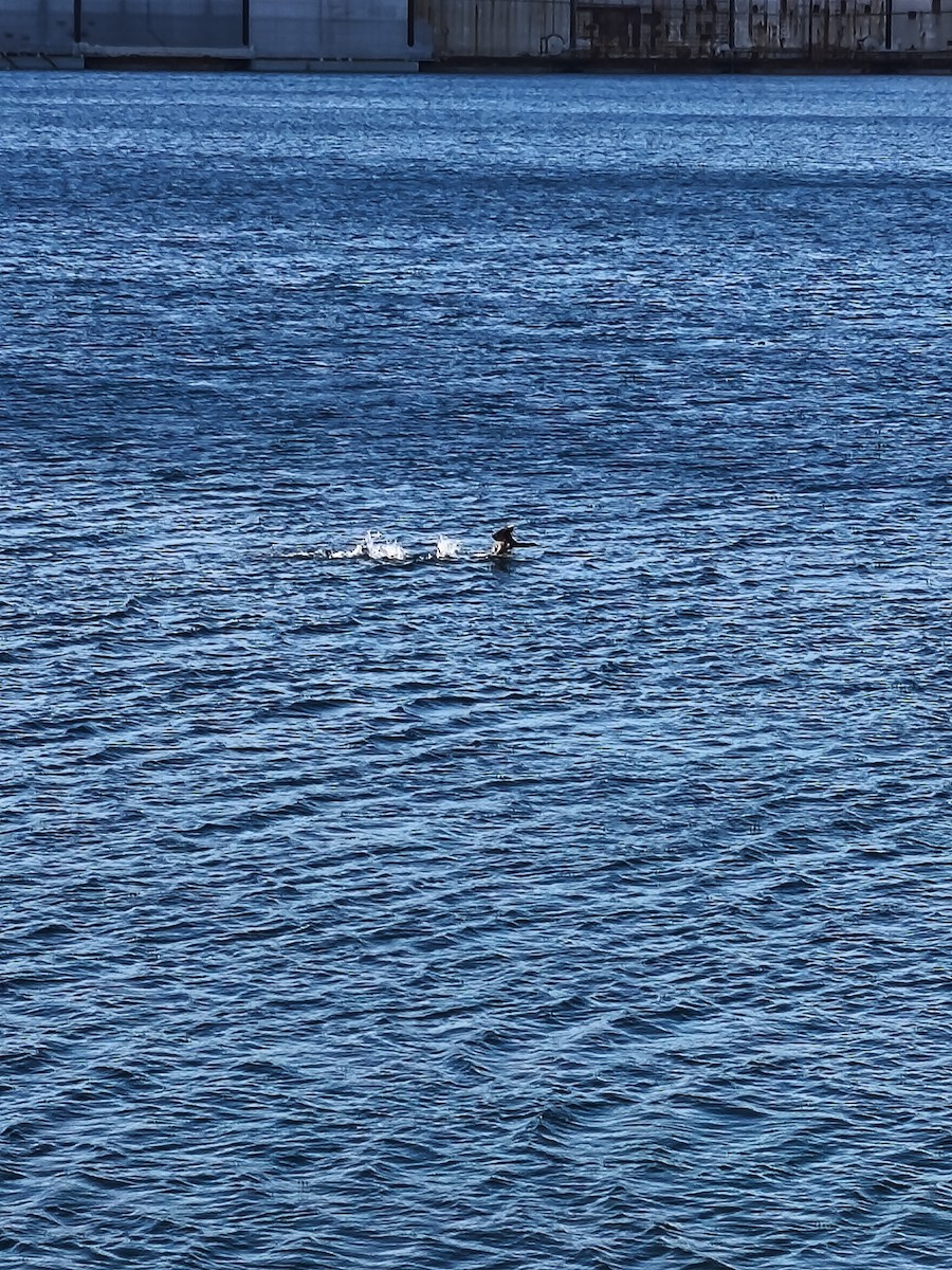 ヨーロッパヒメウ - ML644593053