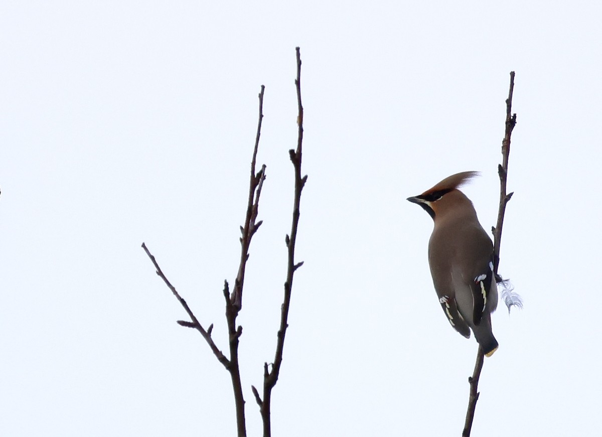 Seidenschwanz - ML644593061