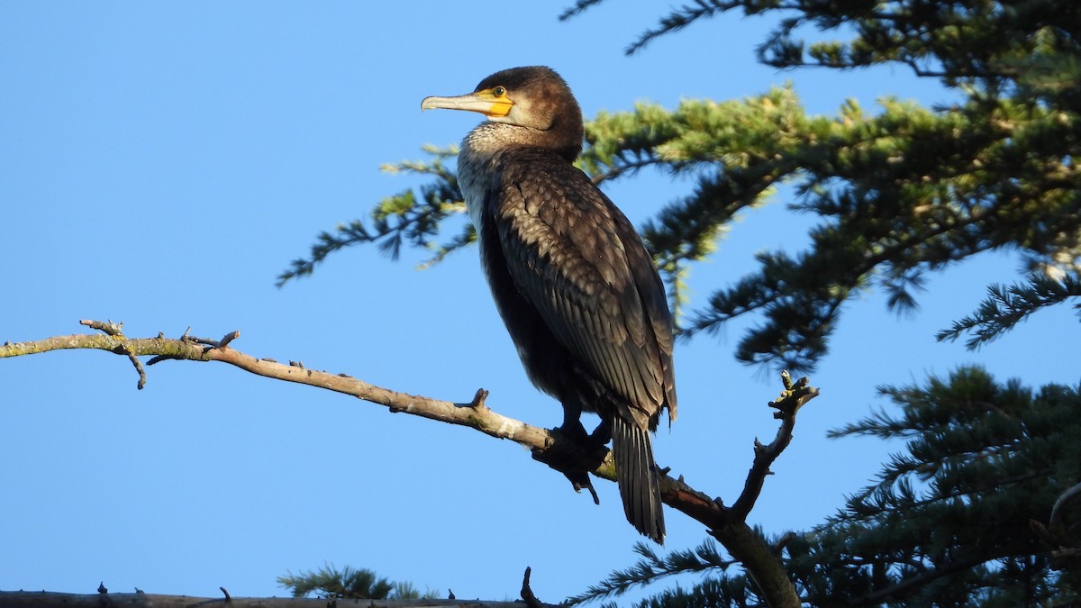 Kormoran - ML644593067