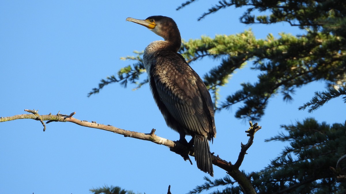 Kormoran - ML644593069