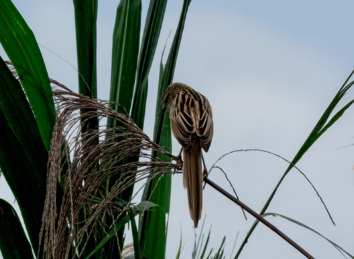 Striated Grassbird - ML644593070