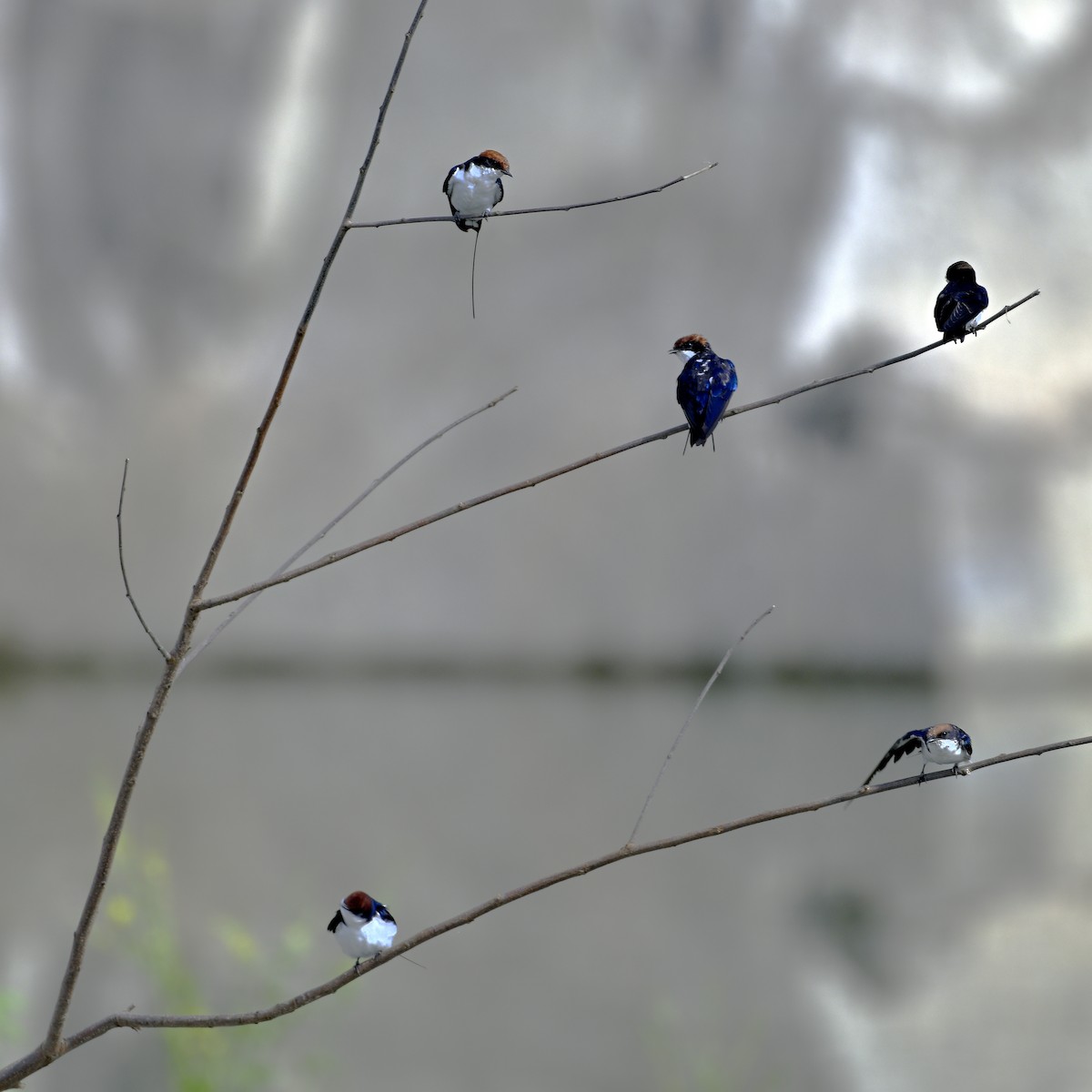 trådstjertsvale - ML644593075