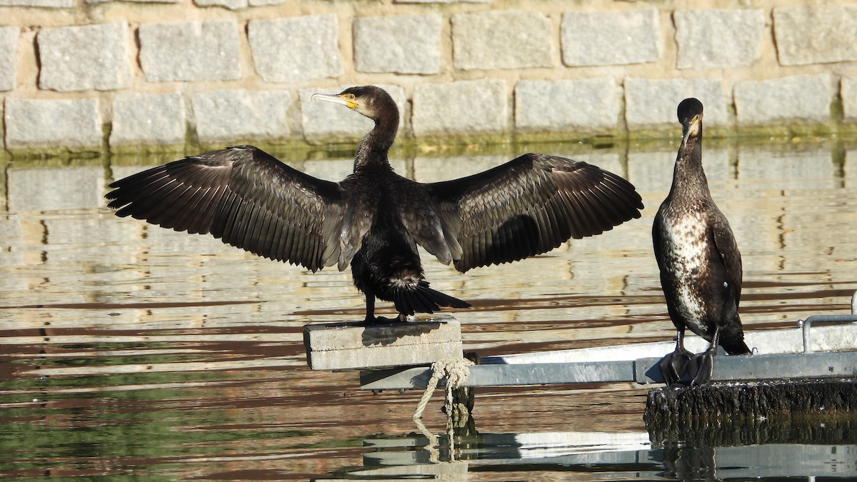 Kormoran - ML644593078