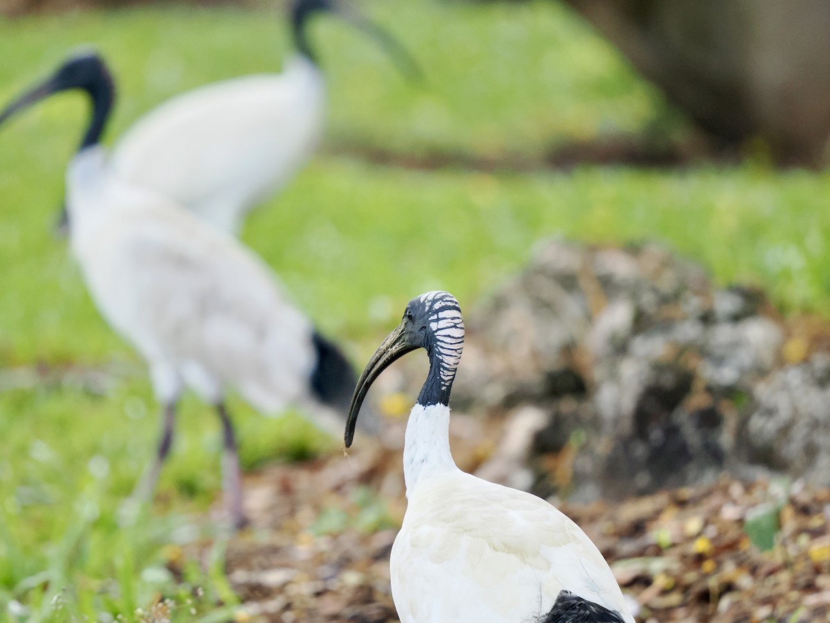 Australian Ibis - ML644593079