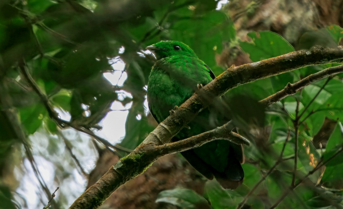 Whitehead's Broadbill - ML644593086