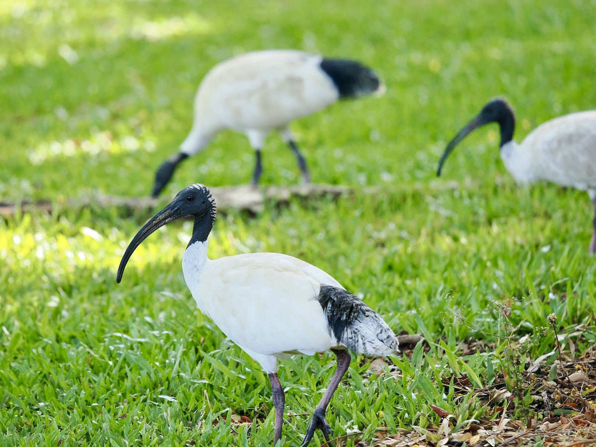 Australian Ibis - ML644593088
