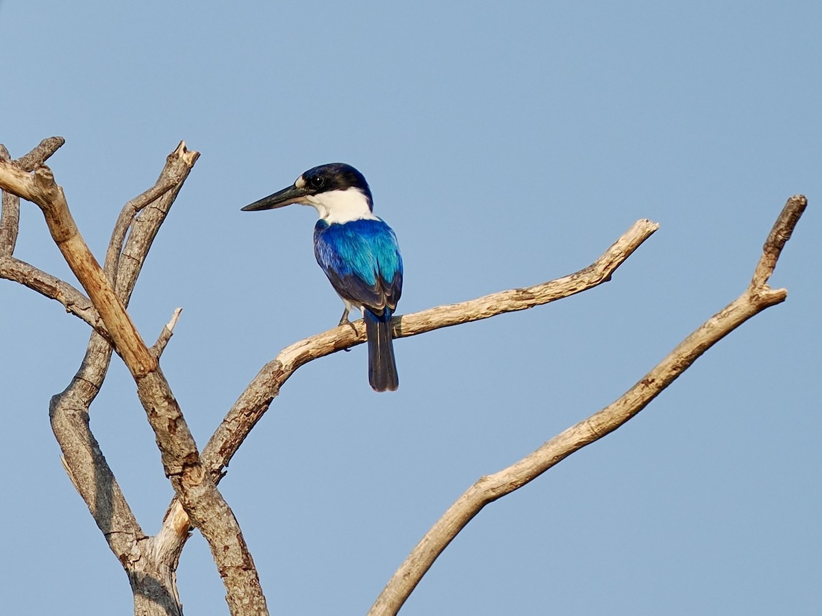 Spiegelliest - ML644593095