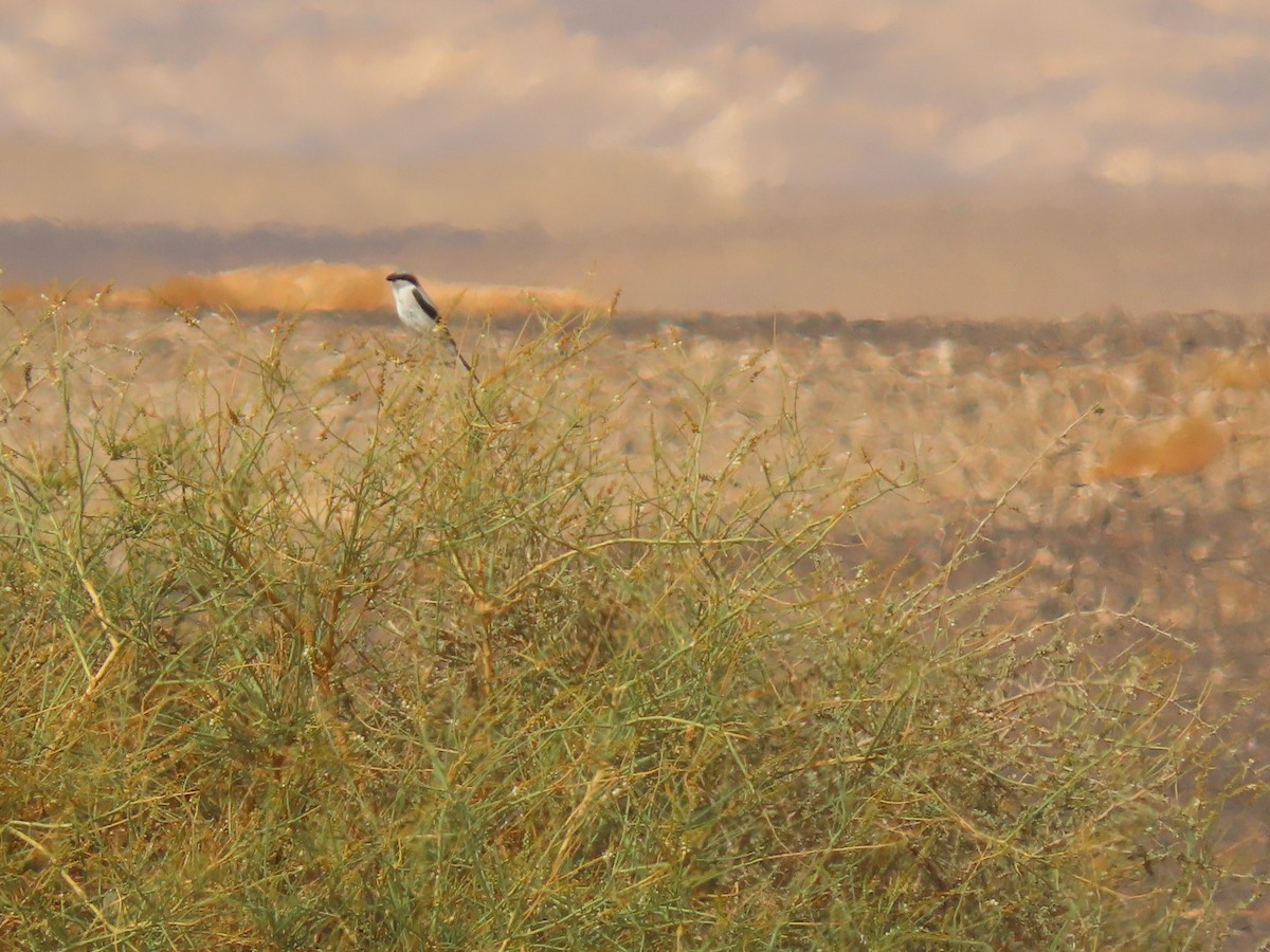 varsler - ML644593098