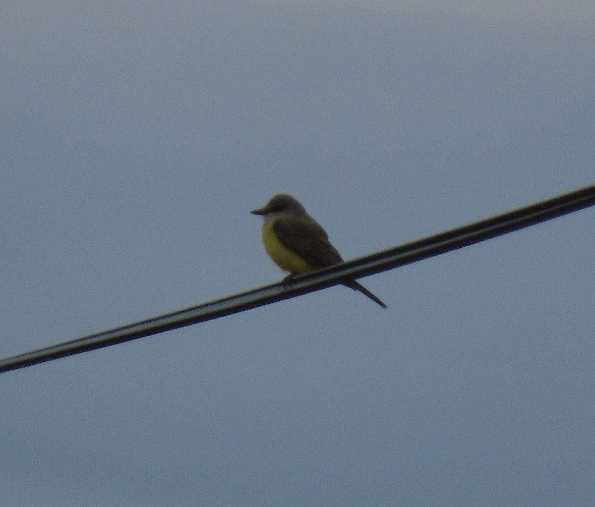 vestkongetyrann - ML644593105