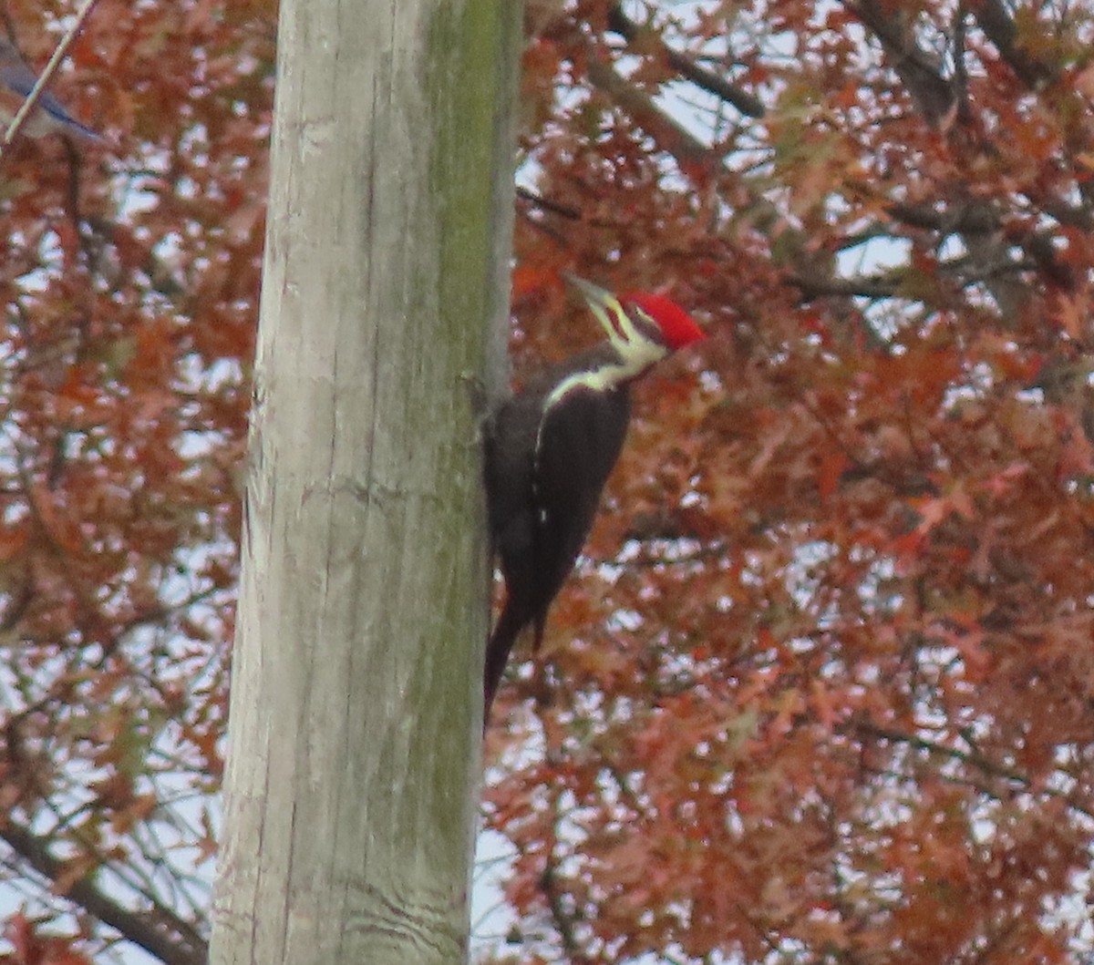 Pileated Woodpecker - ML644593106