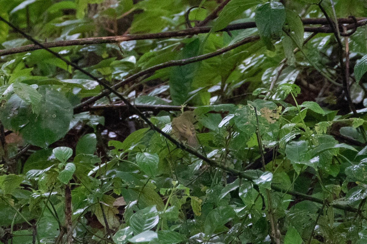 Ochre-bellied Flycatcher - ML644593107