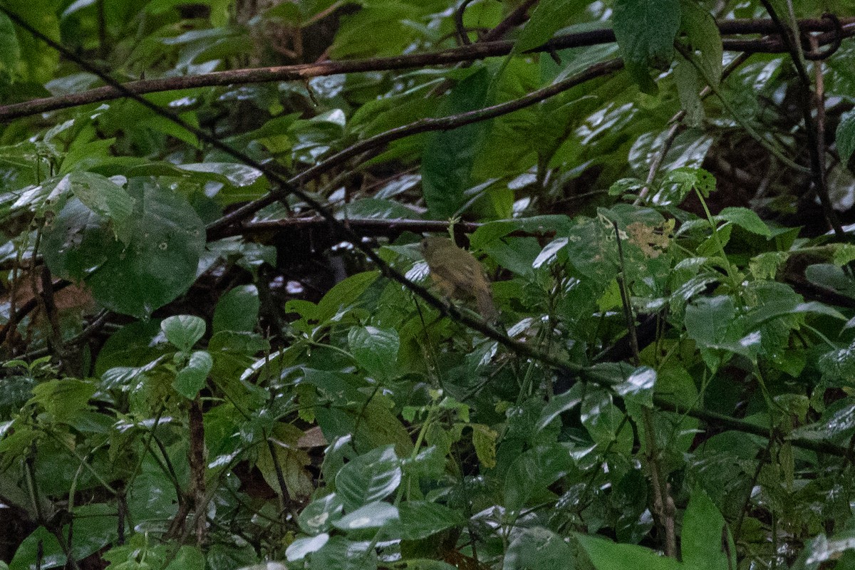 Ochre-bellied Flycatcher - ML644593108