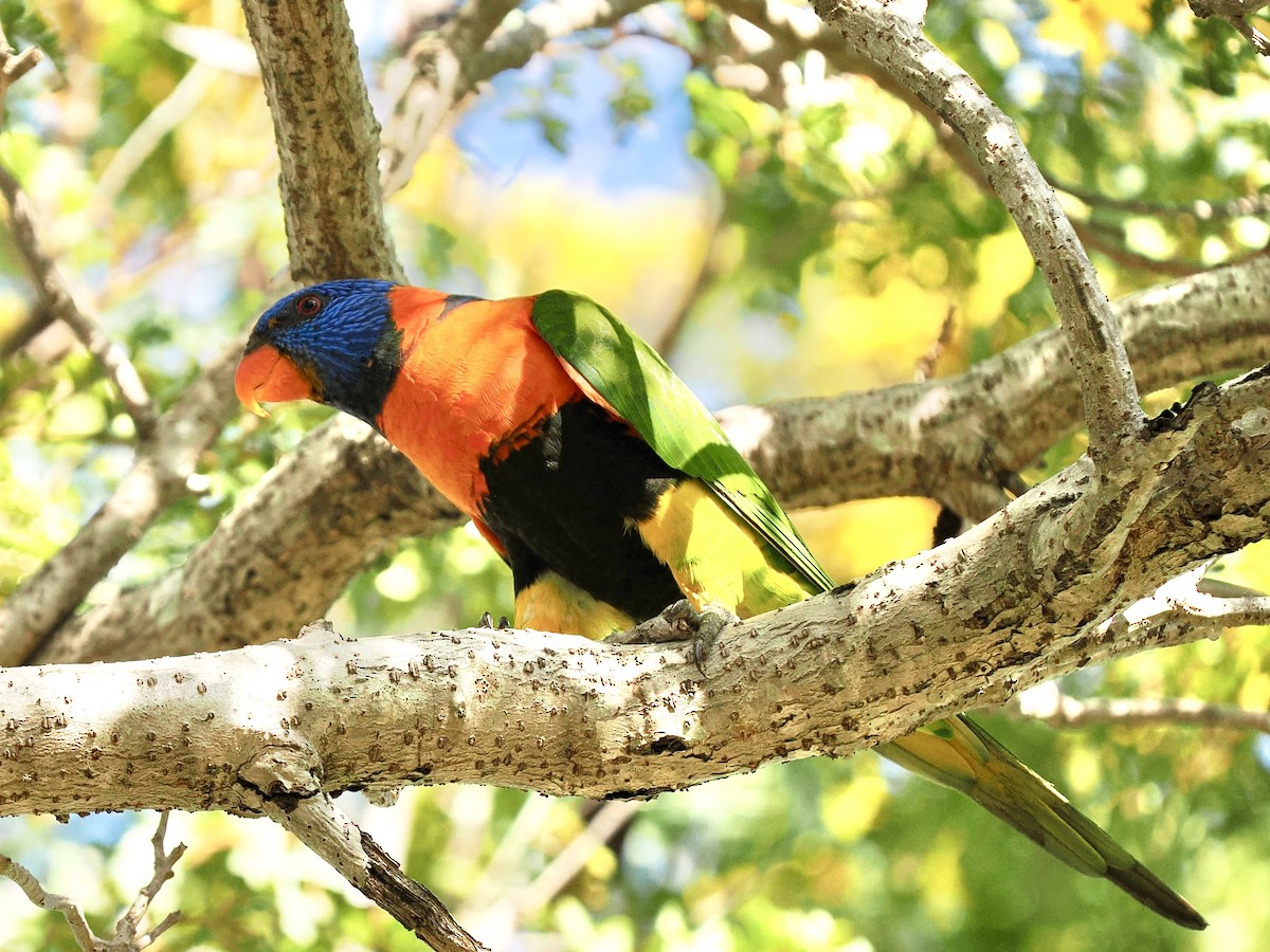 Red-collared Lorikeet - ML644593109