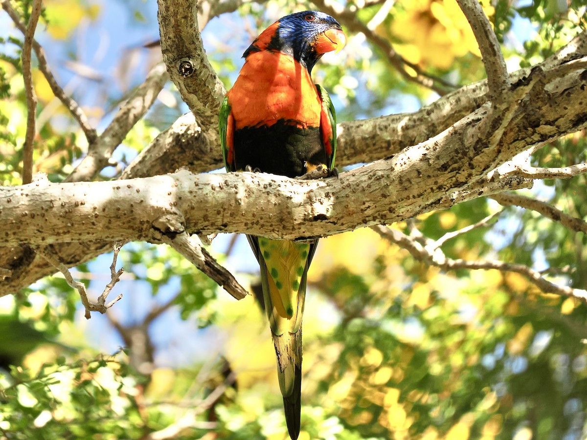 Red-collared Lorikeet - ML644593110