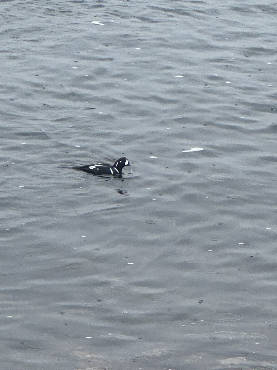 Harlequin Duck - ML644593111