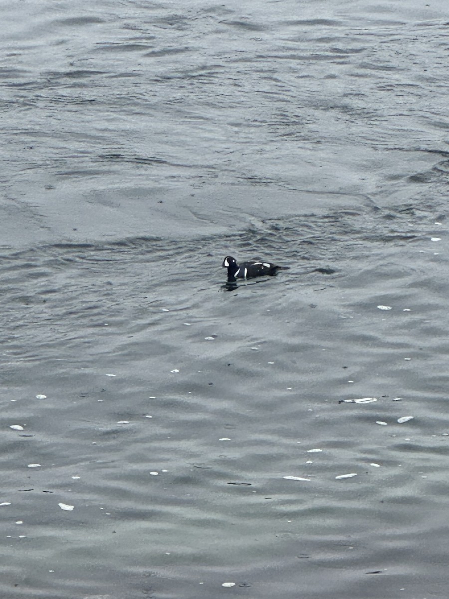 Harlequin Duck - ML644593112