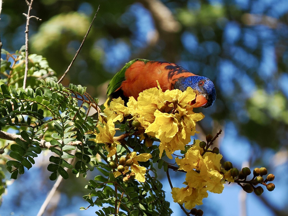 Red-collared Lorikeet - ML644593113