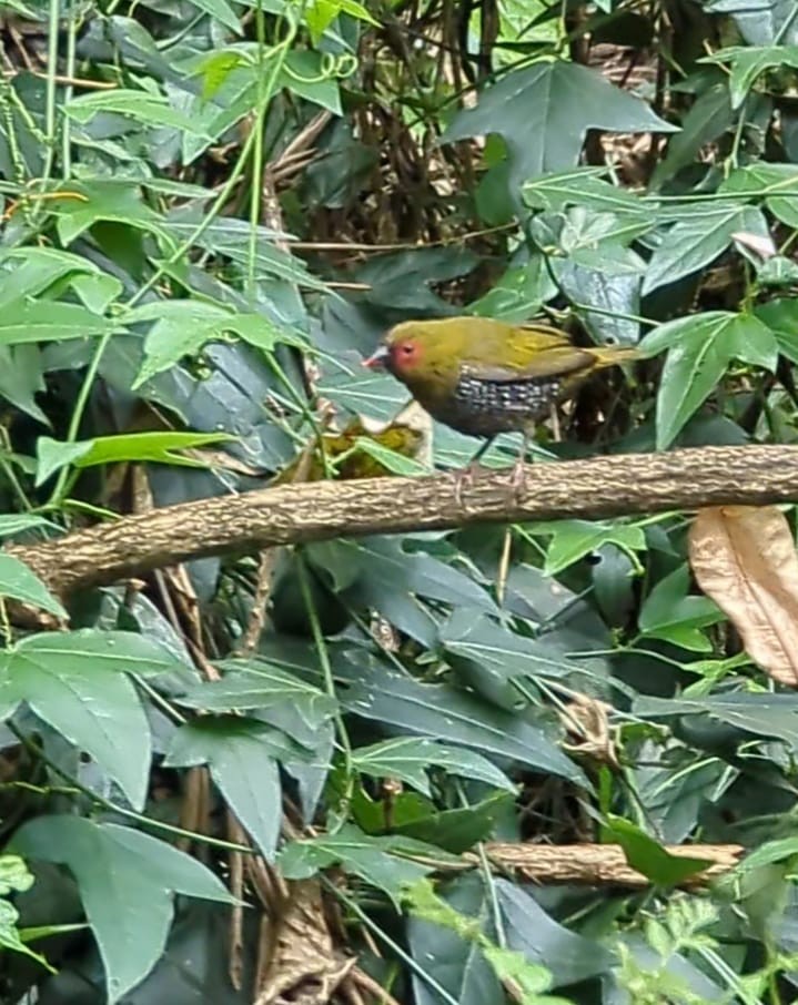 grønnastrild - ML644593118