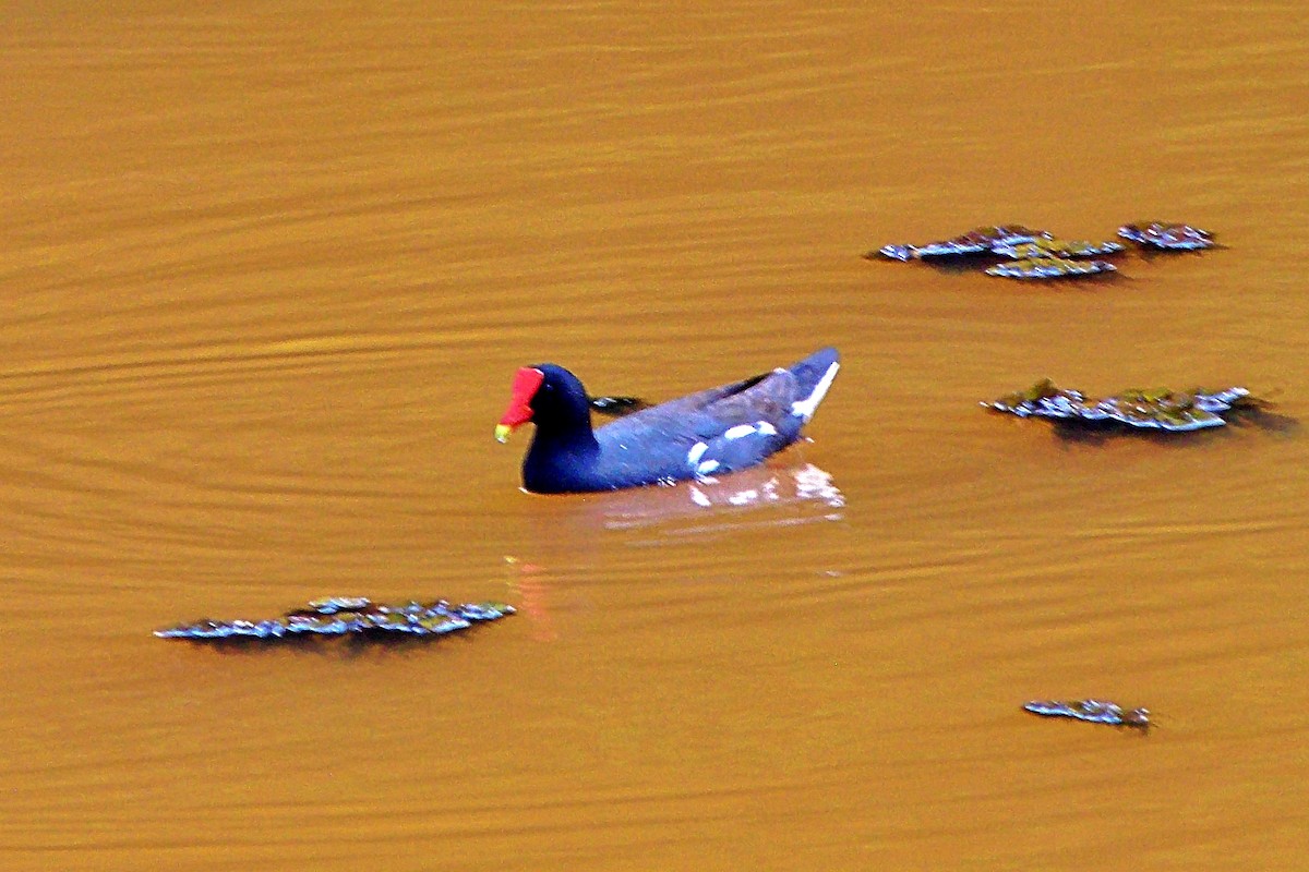 Uroilo amerikarra - ML644593120