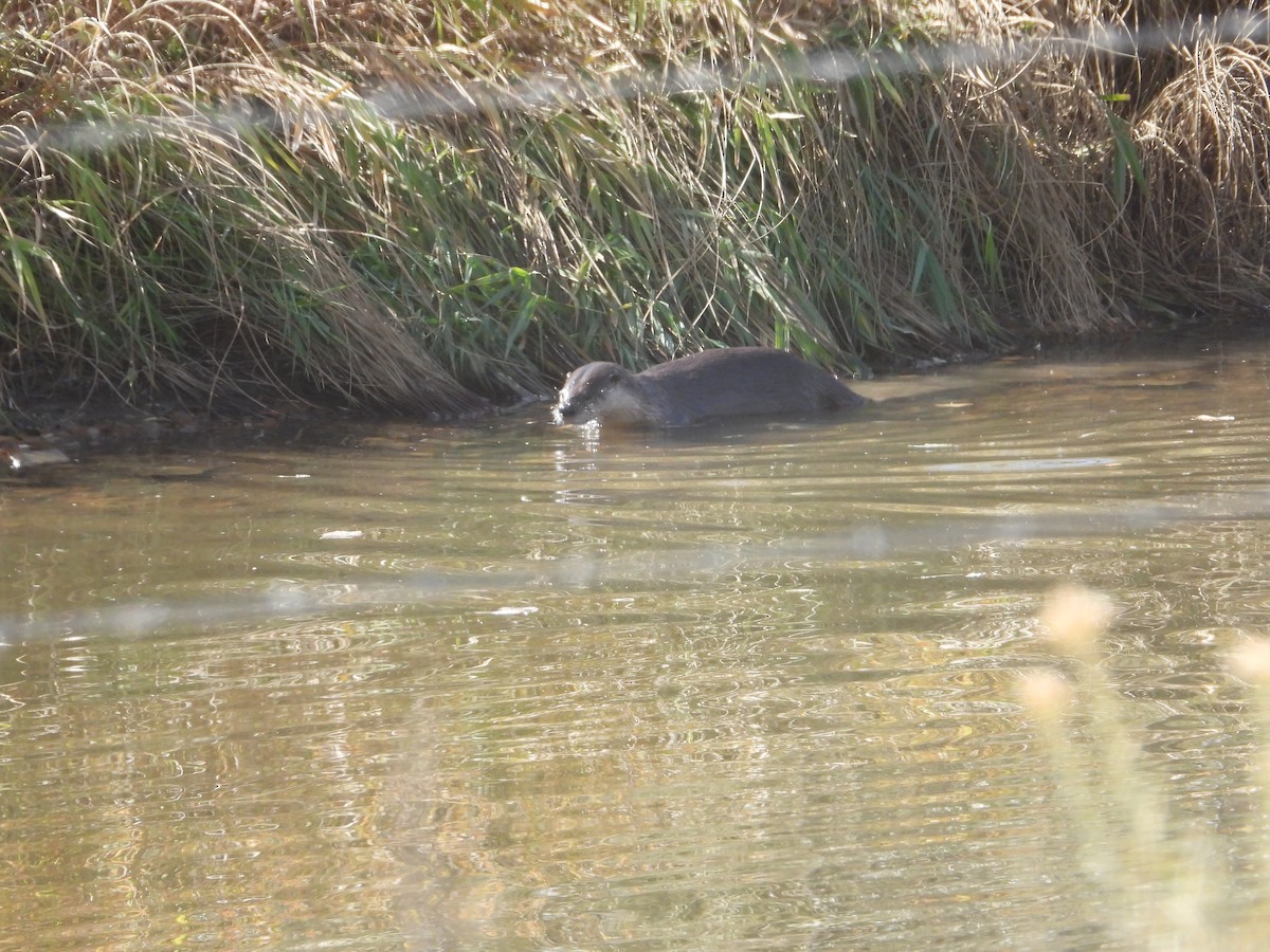 North American River Otter - ML644593121