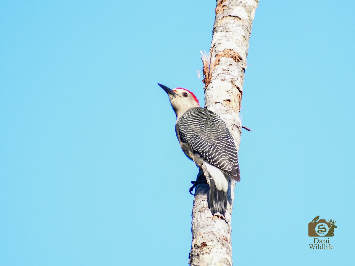 Golden-fronted Woodpecker - ML644593127
