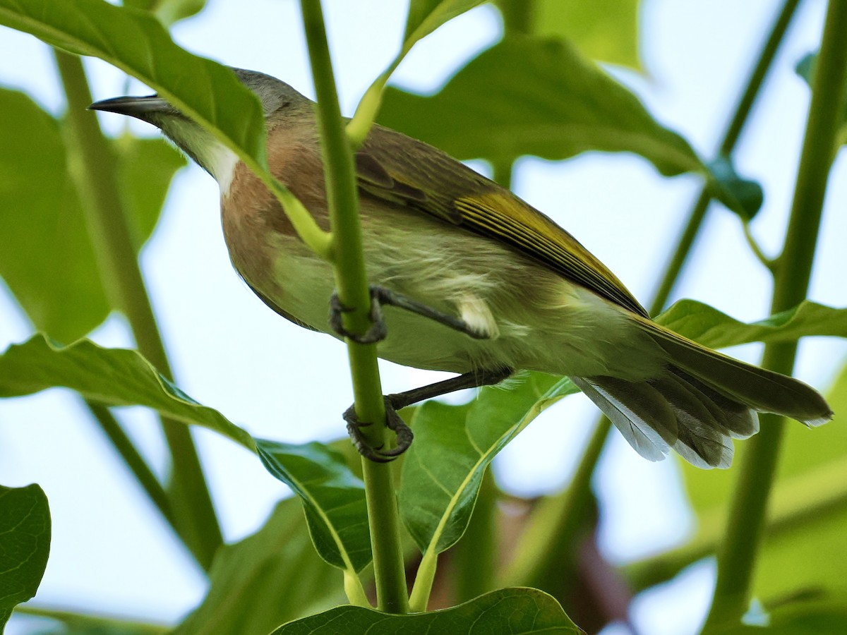 Rufous-banded Honeyeater - ML644593128
