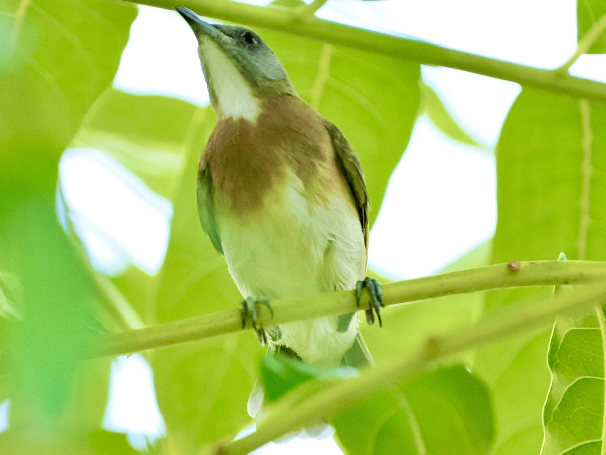 Rufous-banded Honeyeater - ML644593129
