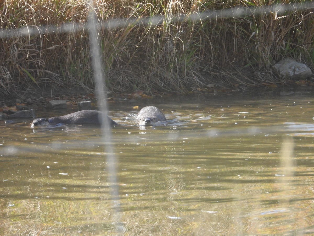 North American River Otter - ML644593130