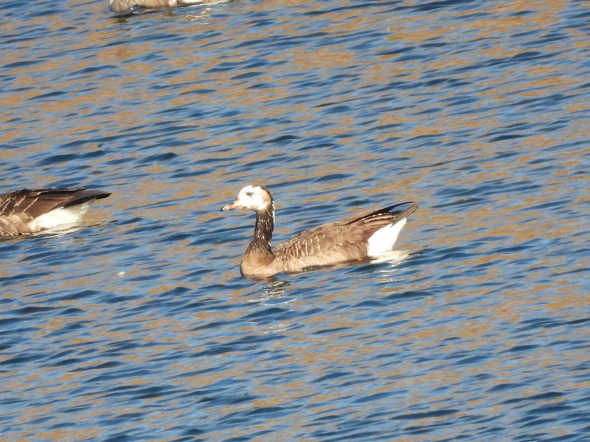 tundragås x kanadagås (hybrid) - ML644593134