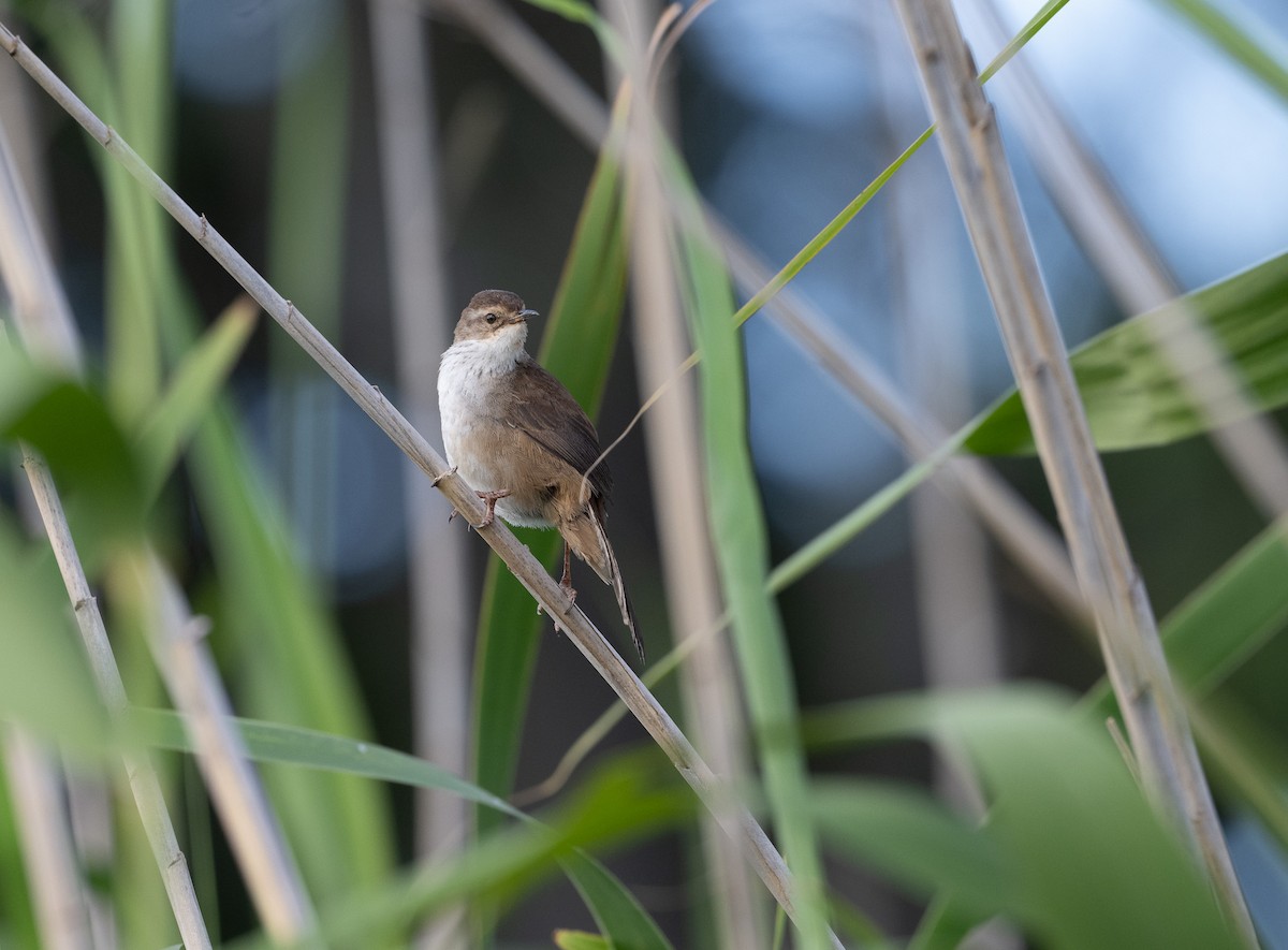 Little Rush Warbler - ML644593142