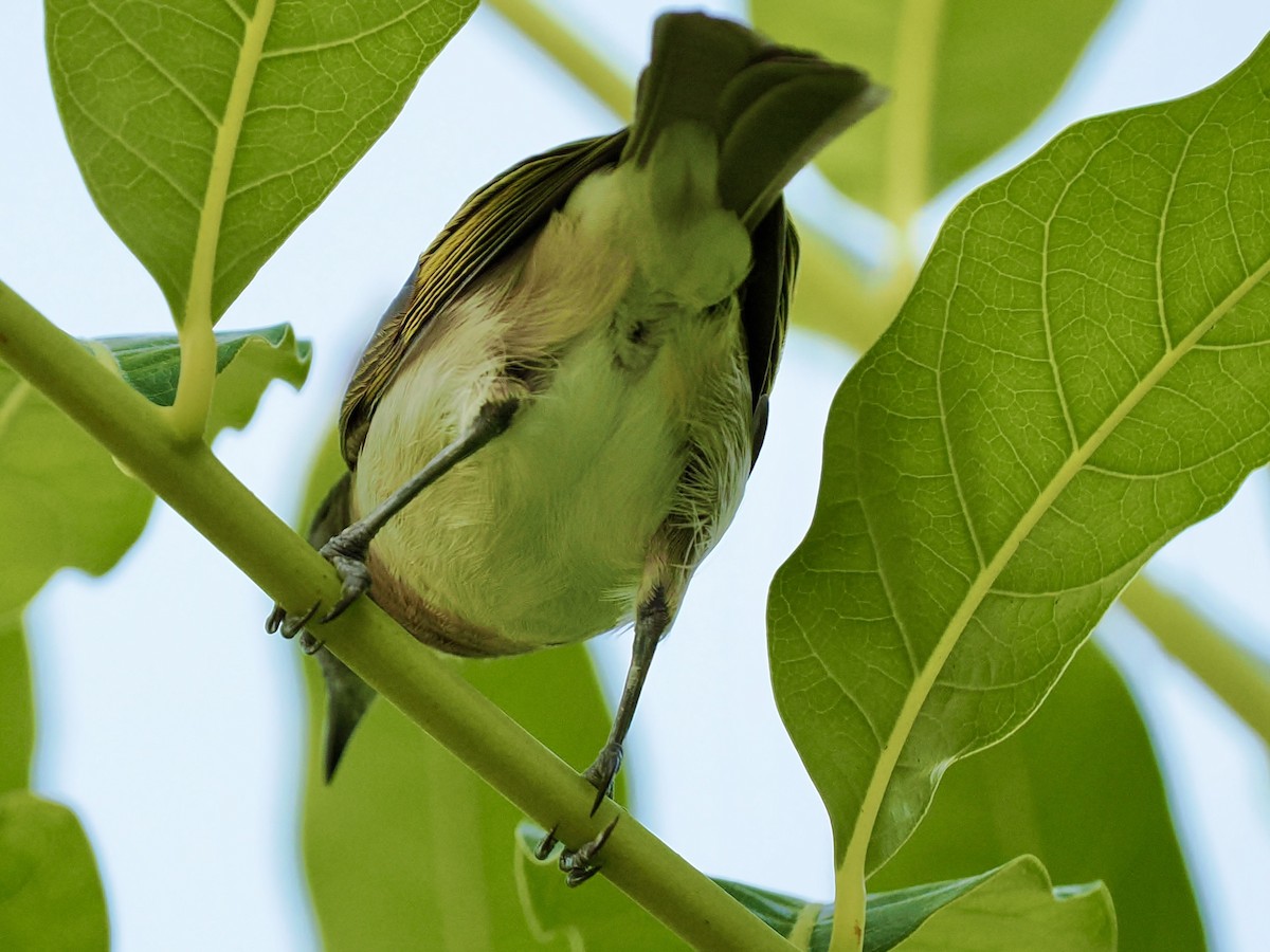 Rufous-banded Honeyeater - ML644593143