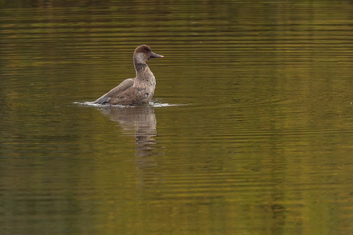 rødhodeand - ML644593144