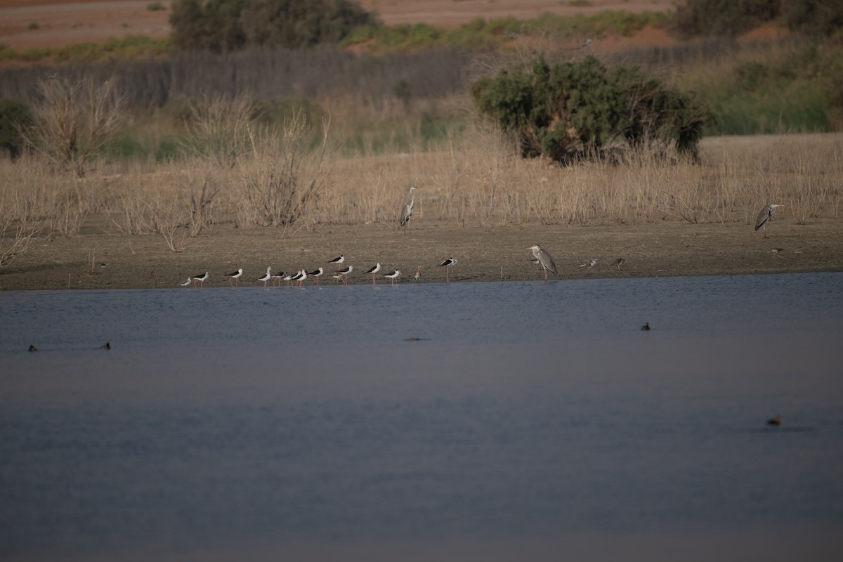 Pittima reale - ML644593145