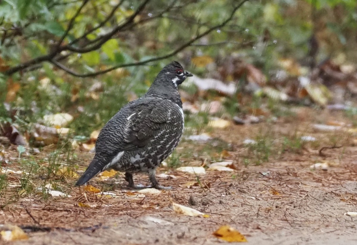 ハリモミライチョウ - ML644593148