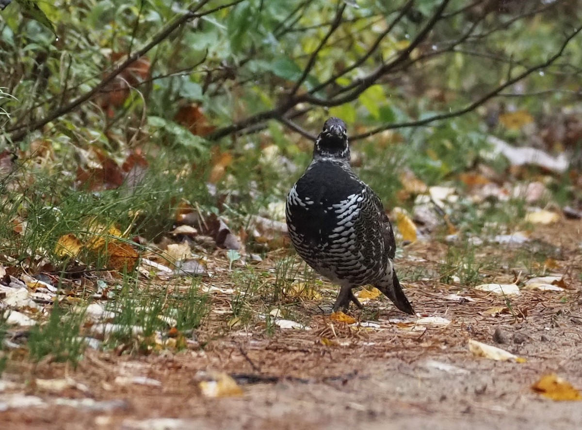 ハリモミライチョウ - ML644593149