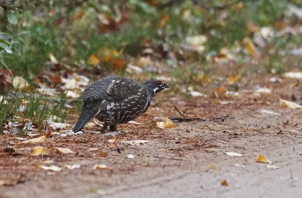 ハリモミライチョウ - ML644593150