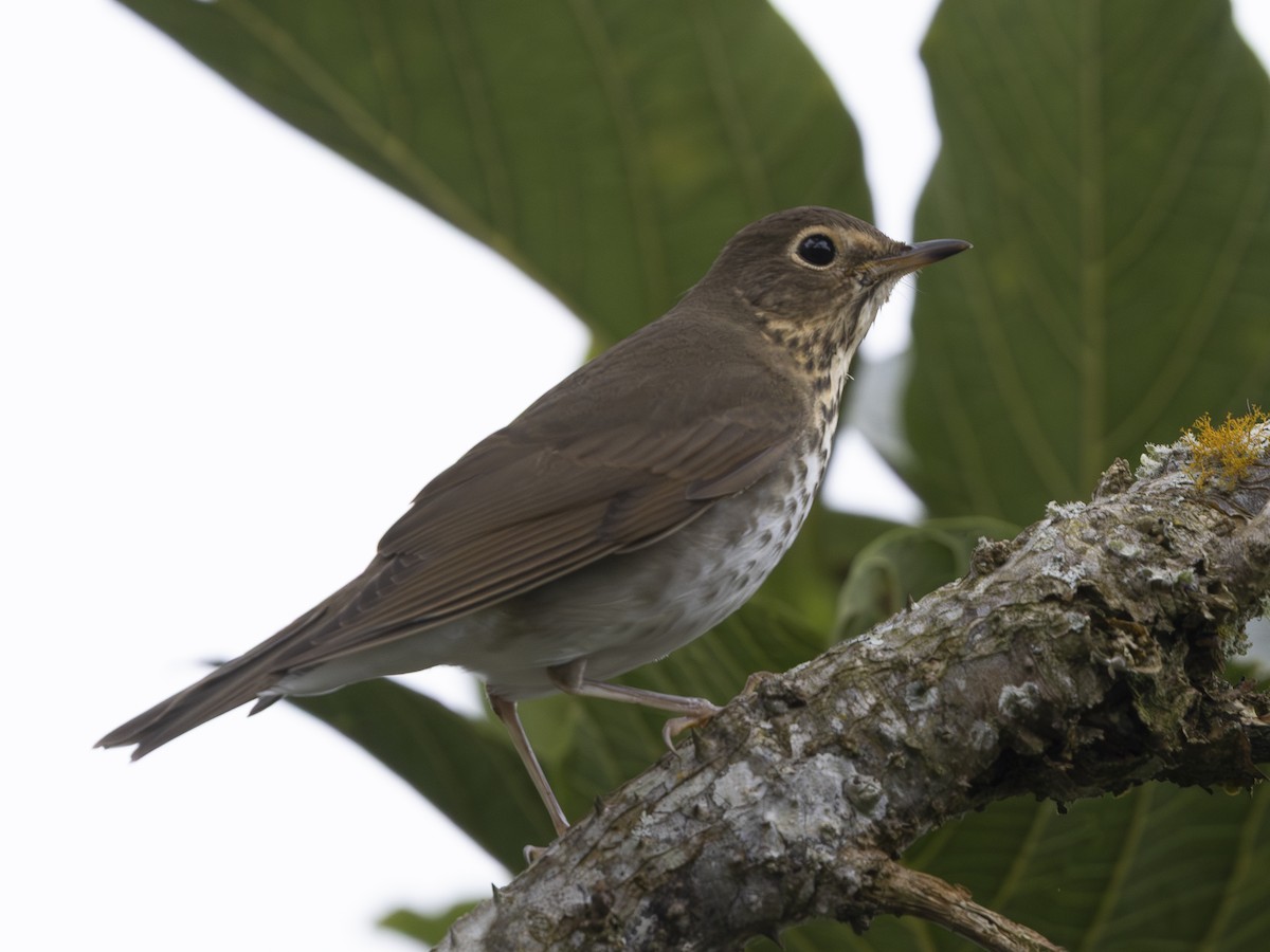 Grive à dos olive - ML644593172