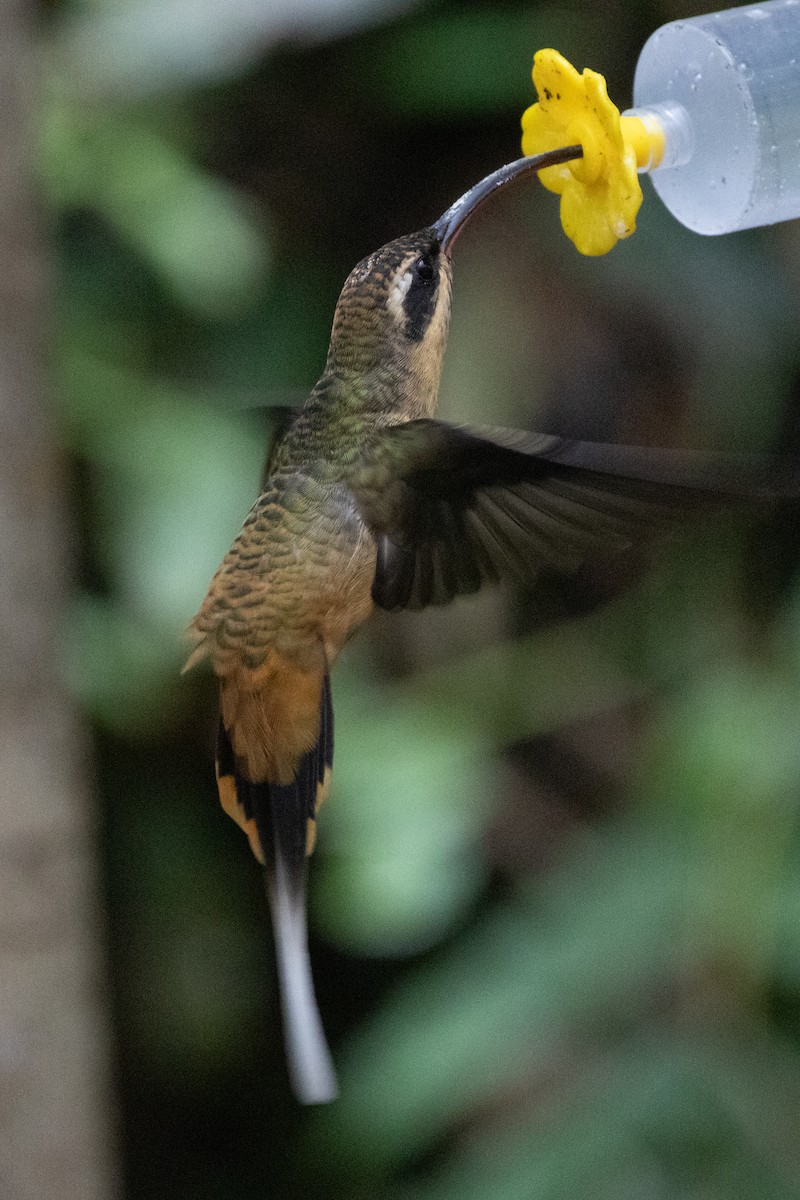 kolibřík dlouhoocasý - ML644593174