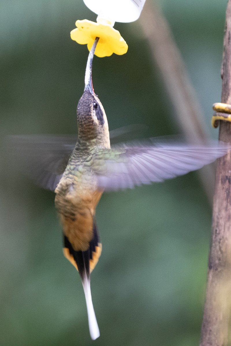 kolibřík dlouhoocasý - ML644593175