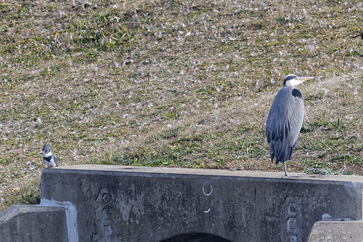 Amerika Gri Balıkçılı - ML644593194