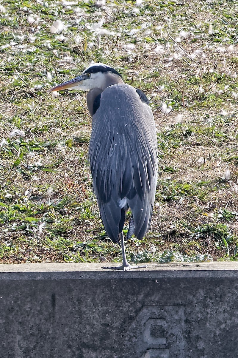 Amerika Gri Balıkçılı - ML644593195