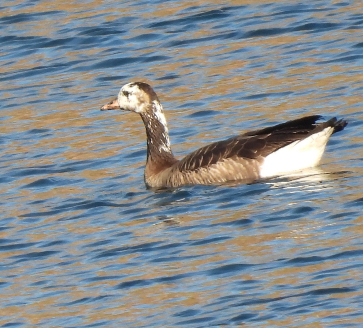 tundragås x kanadagås (hybrid) - ML644593196