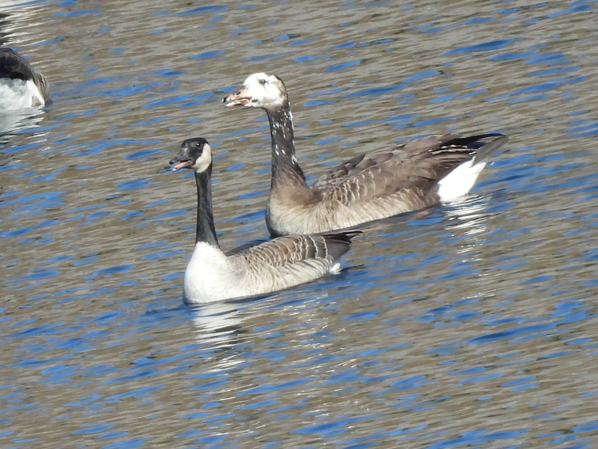 tundragås x kanadagås (hybrid) - ML644593198