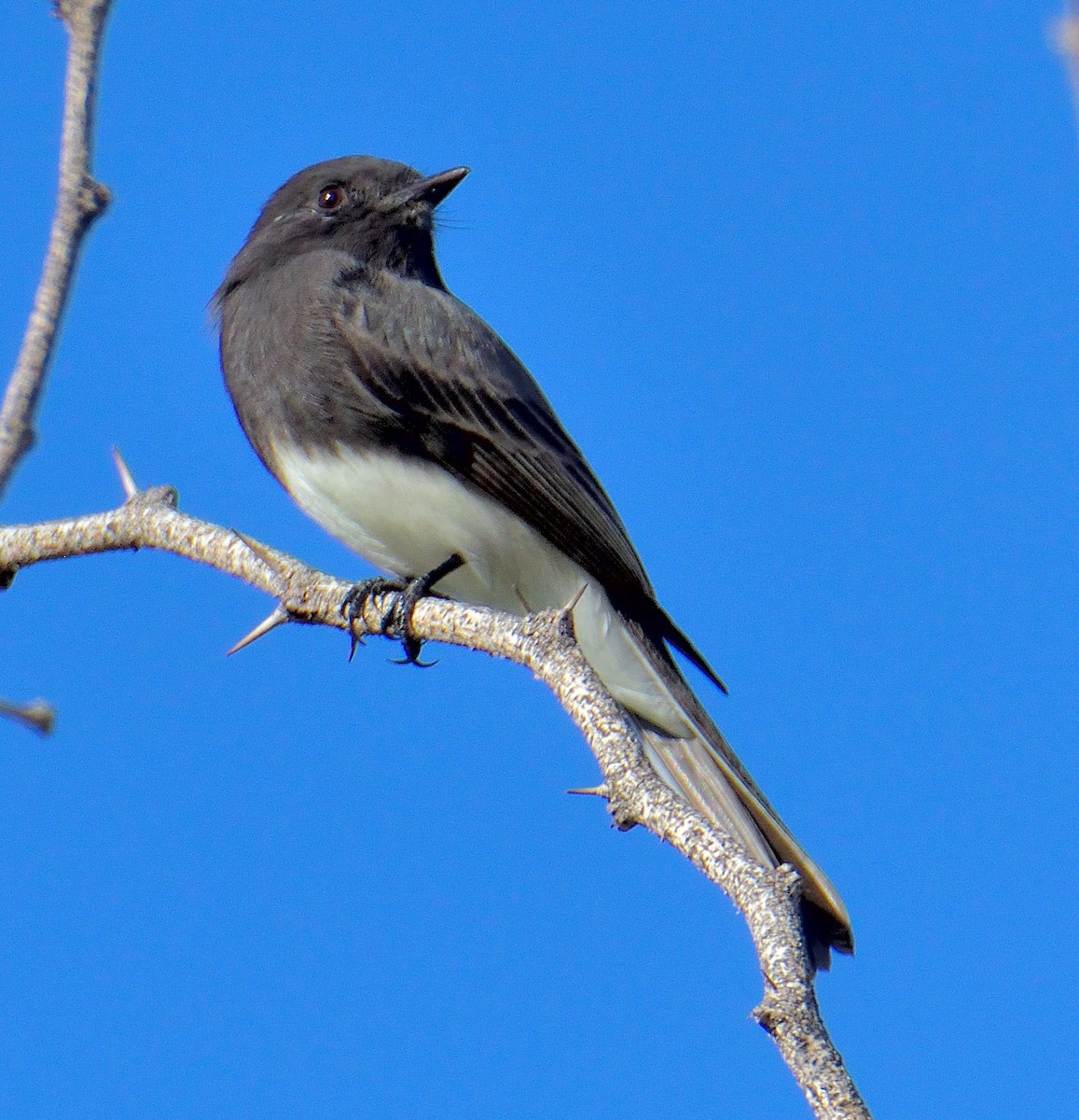 Mosquero Negro (grupo nigricans) - ML644593202