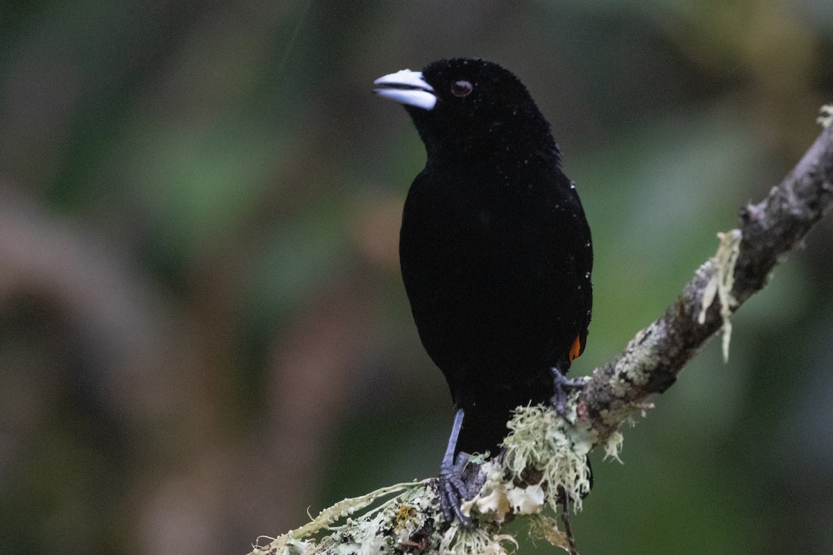 ildgumptanagar - ML644593203