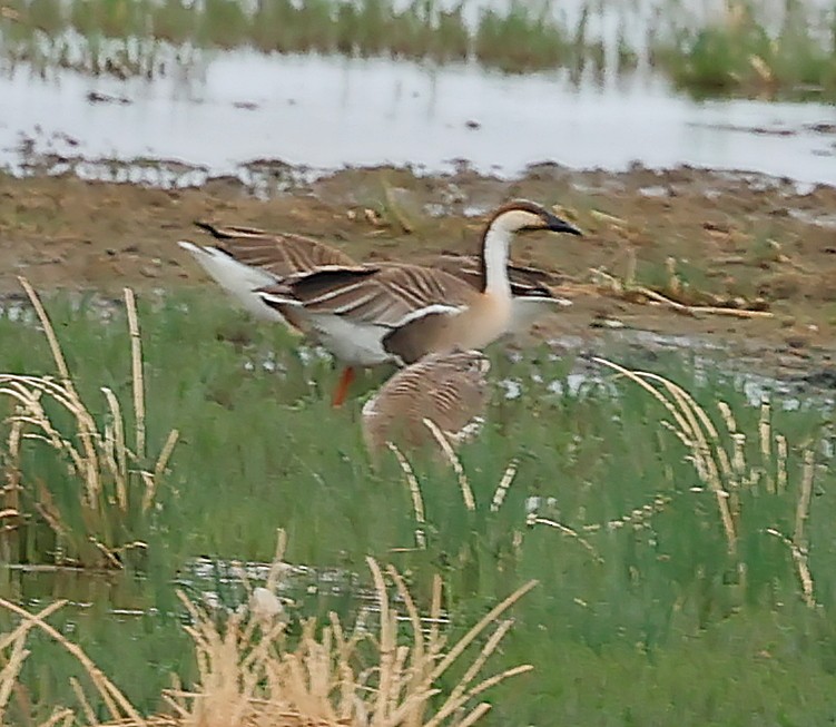 鴻雁 - ML644593205