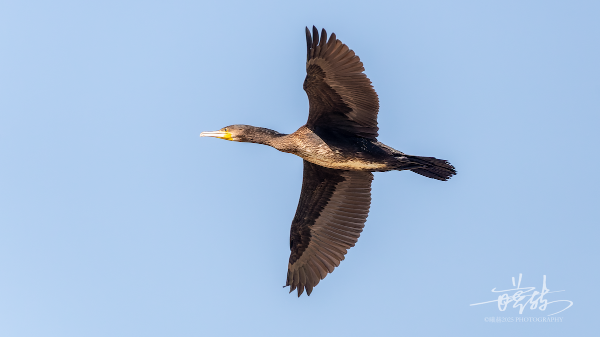 Kormoran - ML644593206
