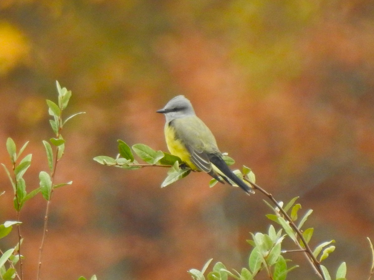 vestkongetyrann - ML644593209